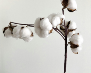 Baumwolle-Baumwollpflanze