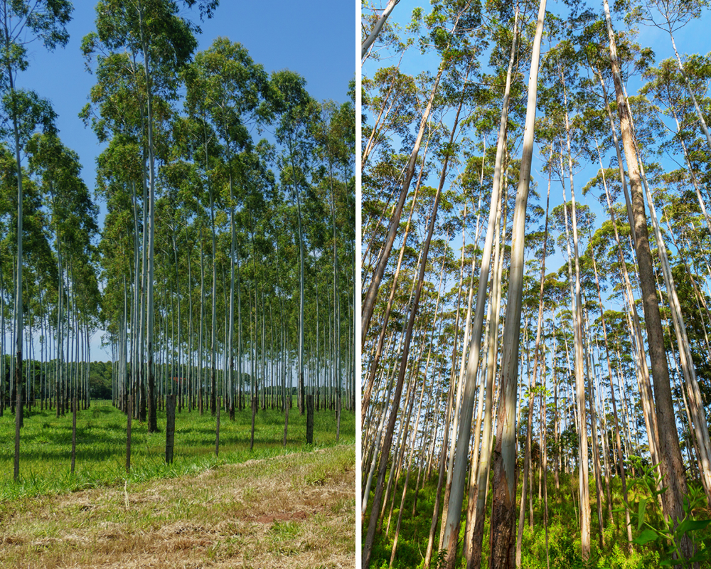 Eucalyptuswald, Eucalyptus Plantage