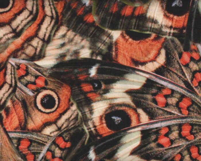 Designer-Baumwoll-Stretch aus Italien PAVONIA, Riesen-Schmetterlinge, orange-dunkelbraun