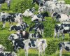 Patchworkstoff HAPPY COWS, glückliche Kühe auf der Weide, gebrochenes weiß-grasgrün