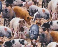 Patchworkstoff FARM ANIMALS, Schweine, altrosa-hellbraun