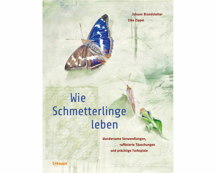 Naturbuch: Wie Schmetterlinge leben, Haupt
