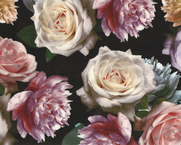 Satinstoff CAI, Rosen, aprikot-schwarz, Hilco