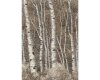 Metallic-Patchworkstoff WILDWOOD GRACE, Birken, natur-silber, Robert Kaufman