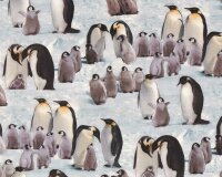 Patchworkstoff EMPEROR PENGUINS, Pinguine, Elizabeths Studio