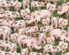 Patchworkstoff FARM LIFE, Schweine, Timeless Treasures