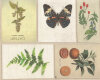 Wachstuch-Baumwollstoff PAULINA, Herbariums-Pflanzen