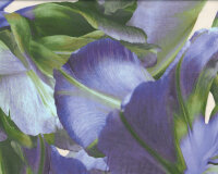 Viskosestoff ELMAR, große Iris-Blüten, violett, Hilco