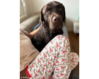 Baumwolljersey COOL DOGS, Dackel, rot, Swafing