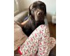 Baumwolljersey COOL DOGS, Dackel, rot, Swafing